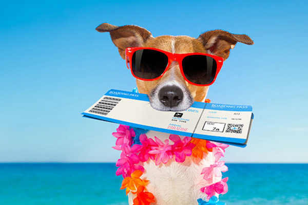 Pet Travel 101: Tips for Flying with Your Cat or Dog - WITI